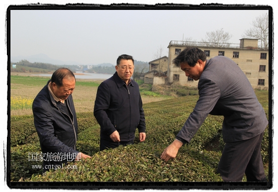 婺源縣茶業(yè)局積極組織茶技人員到中云、鎮(zhèn)頭、清華、思口等重點產(chǎn)茶鄉(xiāng)鎮(zhèn)，深入茶園地塊、名優(yōu)茶加工廠開展技術(shù)服務(wù)。